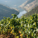 6 beste wijngaarden en wijnhuizen om te bezoeken in de Douro, die verfrissend kunnen zijn