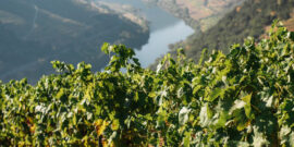 6 beste wijngaarden en wijnhuizen om te bezoeken in de Douro, die verfrissend kunnen zijn