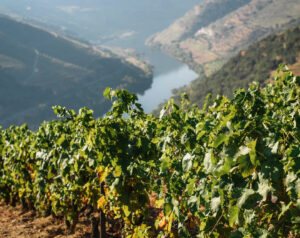 Douro